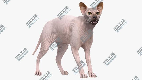 images/goods_img/20210312/3D Dark Cream Sphynx Cat Rigged model/1.jpg